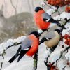 Winter Birds Diamond Painting Kit - DIY