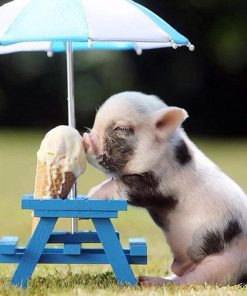 Pigs Eat Ice Cream Diamond Painting Kit - DIY