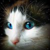 Cat Head Portrait Diamond Painting Kit - DIY