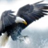 Bald Eagle Diamond Painting Kit - DIY