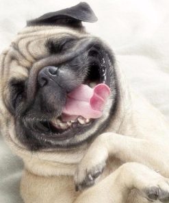 Dog Funny Diamond Painting Kit - DIY