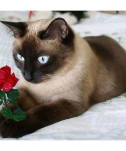 Cat And Rose Diamond Painting Kit - DIY