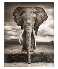 Drinking Elephant Diamond Painting Kit - DIY