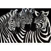 Animal Zebra Diamond Painting Kit - DIY