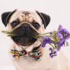 Pug Flowers Diamond Painting Kit - DIY
