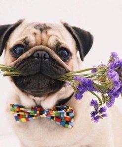 Pug Flowers Diamond Painting Kit - DIY