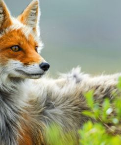 Fox White Diamond Painting Kit - DIY