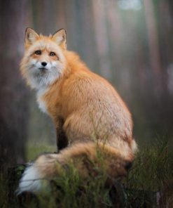 Fox Night Forest Diamond Painting Kit - DIY