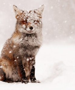 Fox In The Snow Diamond Painting Kit - DIY