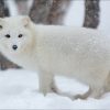 Fox White In The Snow Diamond Painting Kit - DIY