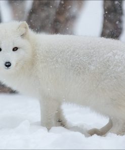 Fox White In The Snow Diamond Painting Kit - DIY