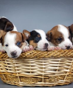 Puppies Lover Diamond Painting Kit - DIY