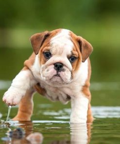 Puppies Bulldog Lover Diamond Painting Kit - DIY