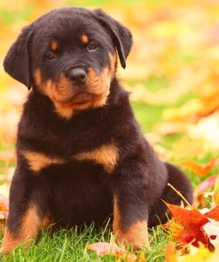 Rottweiler Puppy Lover Diamond Painting Kit - DIY
