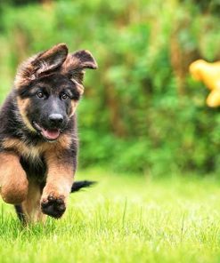 German Shepherd Puppy Diamond Painting Kit - DIY