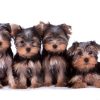 Yorkshire Terrier Belgisch Diamond Painting Kit - DIY