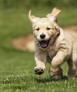 Golden Retriever Puppies Diamond Painting Kit - DIY