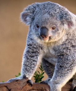 Koala In The Tree Diamond Painting Kit - DIY