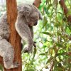 Koala Sleep Diamond Painting Kit - DIY