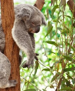 Koala Sleep Diamond Painting Kit - DIY