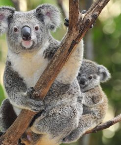 Koala Mom Diamond Painting Kit - DIY
