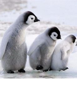 Three Lovely Penguins Diamond Painting Kit - DIY