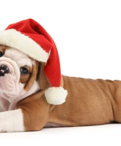 Dog Christmas Puppies Diamond Painting Kit - DIY