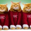 Ho Ho Ho Cat Christmas Diamond Painting Kit - DIY