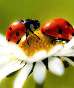 Cute Ladybugs Diamond Painting Kit - DIY