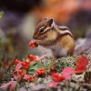 Chipmunk Cute Diamond Painting Kit - DIY