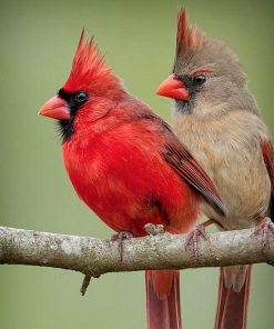 Cardinal Bird Diamond Painting Kit - DIY