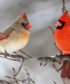 Cardinal Pair Diamond Painting Kit - DIY