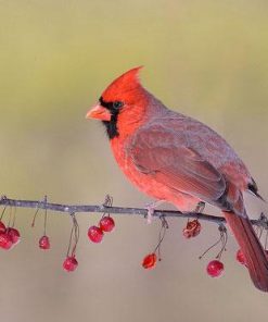 Cardinal Tree Diamond Painting Kit - DIY