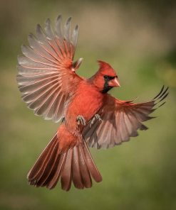 Cardinal Flight Diamond Painting Kit - DIY