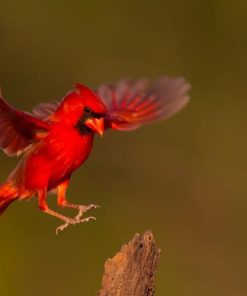 Cardinal In Flight Diamond Painting Kit - DIY