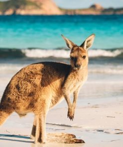 Kangaroo Island Diamond Painting Kit - DIY