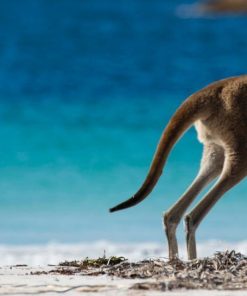 Kangaroo Mom Island Diamond Painting Kit - DIY