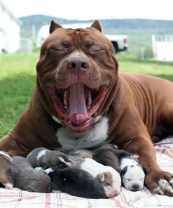 Pitbull Mom Diamond Painting Kit - DIY