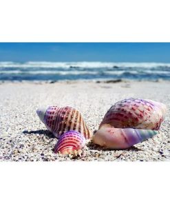 Rainbow Seashells Needlework Diamond Painting Kit - DIY