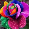 Rainbow Rose Diamond Painting Kit - DIY