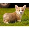 Corgi Dog Diamond Painting Kit - DIY