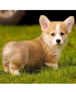 Corgi Dog Diamond Painting Kit - DIY