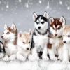 Husky Dogs Diamond Painting Kit - DIY