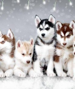 Husky Dogs Diamond Painting Kit - DIY