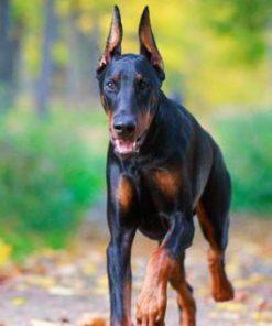 Doberman Pinscher Cross Diamond Painting Kit - DIY