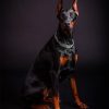 Doberman Photo Diamond Painting Kit - DIY