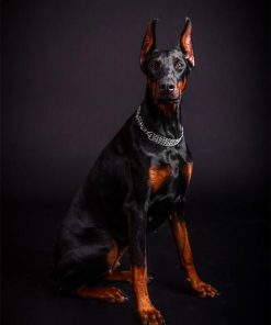 Doberman Photo Diamond Painting Kit - DIY