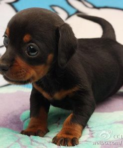 Doberman Pinscher Puppy Diamond Painting Kit - DIY