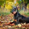 Doberman Park Diamond Painting Kit - DIY