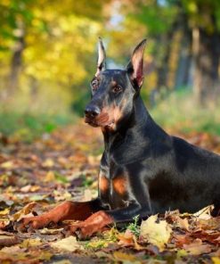 Doberman Park Diamond Painting Kit - DIY